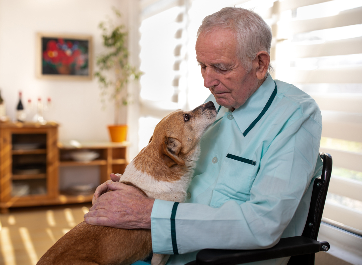 The Benefits and Considerations of Pet Ownership